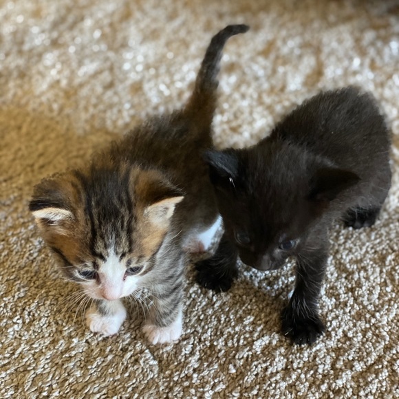 🐱 Kittens Update!🐱 - Picture 2 of 8